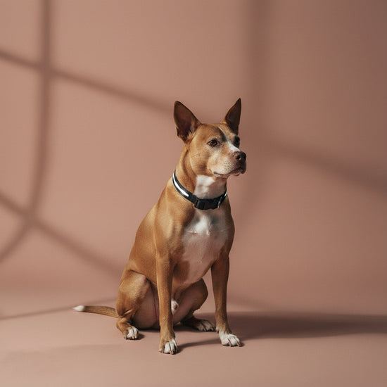 Light up Dog Collar - the Original LED Dog Collar - USB Rechargeable - Waterproof - 1,000 Feet of Visibility - Dog Collar Light for Small, Medium, Large Dogs - USA Brand