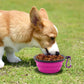 Collapsible Dog Bowl Set of 2 – Portable Travel Water & Food Dish for Dogs & Cats, Foldable with Carabiner Clip, Green & Purple