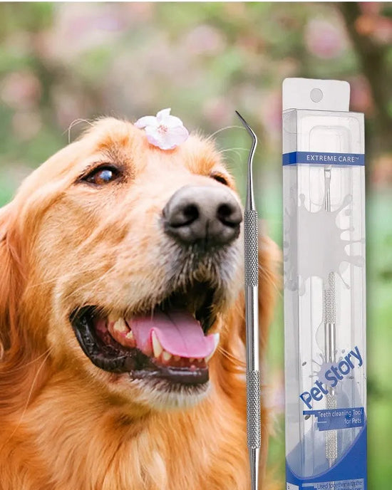 Stainless Steel Pet Dental Cleaning Tool